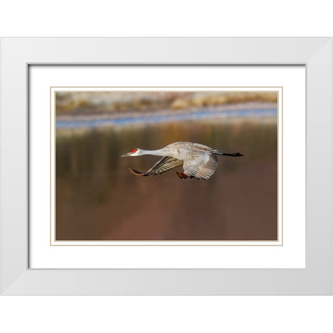 Sandhill crane flying Bosque del Apache National Wildlife Refuge-New Mexico White Modern Wood Framed Art Print with Double Matting by Jones, Adam