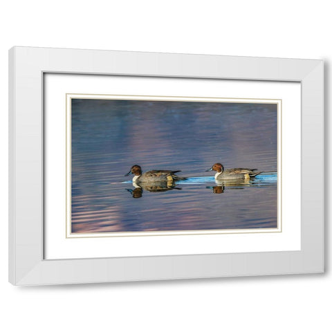 Male and female Northern pintail ducks Bosque del Apache National Wildlife Refuge-New Mexico White Modern Wood Framed Art Print with Double Matting by Jones, Adam