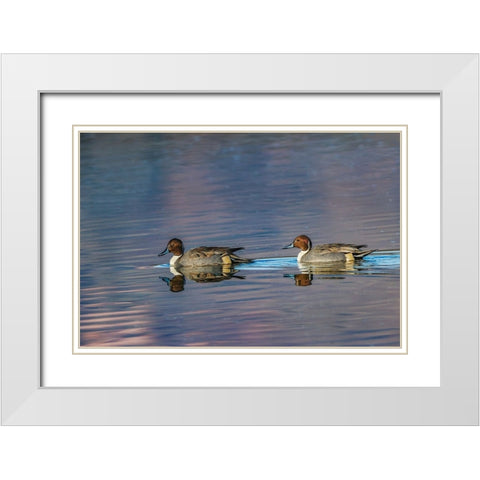 Male and female Northern pintail ducks Bosque del Apache National Wildlife Refuge-New Mexico White Modern Wood Framed Art Print with Double Matting by Jones, Adam