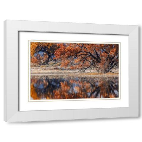Cottonwood tree reflecting on pond-Bosque del Apache National Wildlife Refuge-New Mexico White Modern Wood Framed Art Print with Double Matting by Jones, Adam