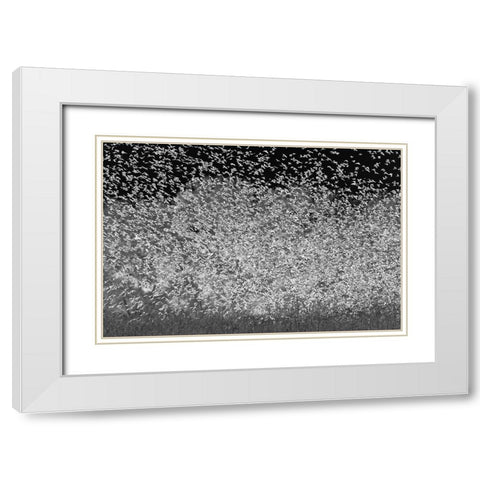 Large murmuration female juvenile red-winged blackbirds Bosque del Apache National Wildlife Refuge White Modern Wood Framed Art Print with Double Matting by Jones, Adam