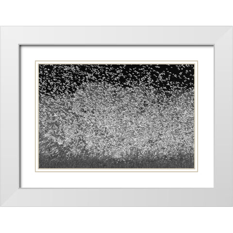 Large murmuration female juvenile red-winged blackbirds Bosque del Apache National Wildlife Refuge White Modern Wood Framed Art Print with Double Matting by Jones, Adam