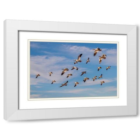 Snow geese flying Bosque del Apache National Wildlife Refuge-New Mexico White Modern Wood Framed Art Print with Double Matting by Jones, Adam