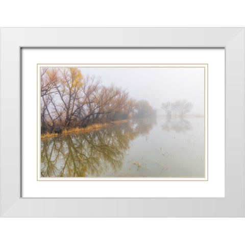 Trees on foggy morning-Bosque del Apache National Wildlife Refuge-New Mexico White Modern Wood Framed Art Print with Double Matting by Jones, Adam