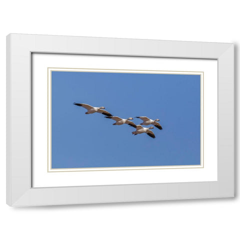 Snow geese flying Bosque del Apache National Wildlife Refuge-New Mexico White Modern Wood Framed Art Print with Double Matting by Jones, Adam