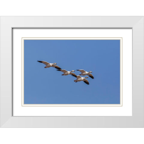 Snow geese flying Bosque del Apache National Wildlife Refuge-New Mexico White Modern Wood Framed Art Print with Double Matting by Jones, Adam