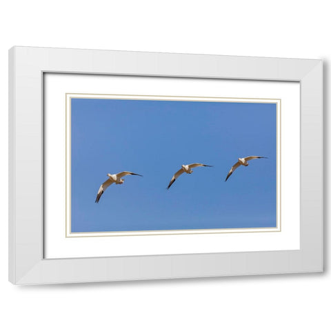 Snow geese flying Bosque del Apache National Wildlife Refuge-New Mexico White Modern Wood Framed Art Print with Double Matting by Jones, Adam
