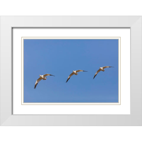 Snow geese flying Bosque del Apache National Wildlife Refuge-New Mexico White Modern Wood Framed Art Print with Double Matting by Jones, Adam