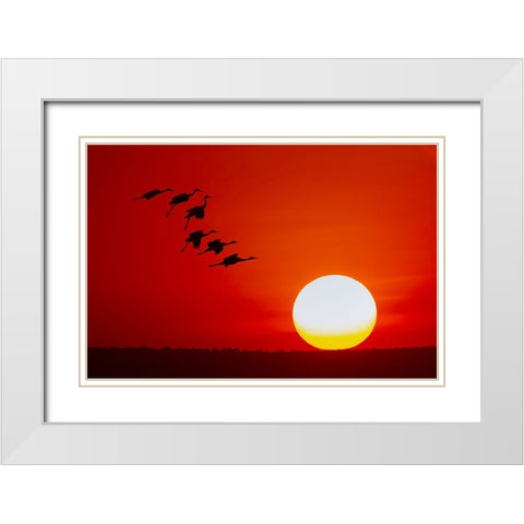 Sandhill cranes silhouetted flying at sunset Bosque del Apache National Wildlife Refuge-New Mexico White Modern Wood Framed Art Print with Double Matting by Jones, Adam