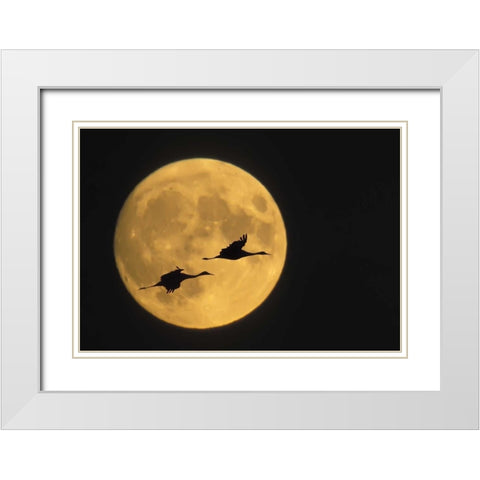 New Mexico, Sandhill cranes flying by moon White Modern Wood Framed Art Print with Double Matting by Anon, Ellen