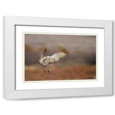 New Mexico Abstract of sandhill crane landing White Modern Wood Framed Art Print with Double Matting by Morris, Arthur
