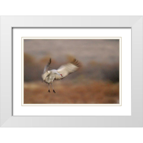 New Mexico Abstract of sandhill crane landing White Modern Wood Framed Art Print with Double Matting by Morris, Arthur