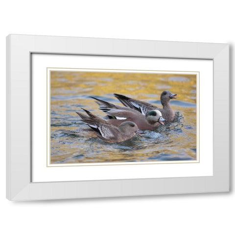New Mexico American wigeons courting White Modern Wood Framed Art Print with Double Matting by Morris, Arthur