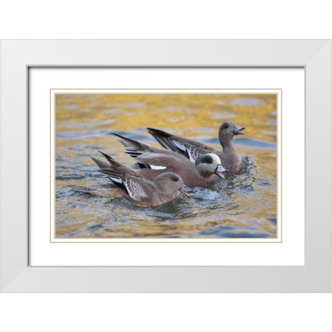 New Mexico American wigeons courting White Modern Wood Framed Art Print with Double Matting by Morris, Arthur
