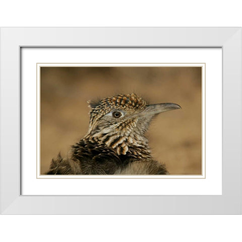 New Mexico, Bosque Del Apache Great roadrunner White Modern Wood Framed Art Print with Double Matting by Morris, Arthur