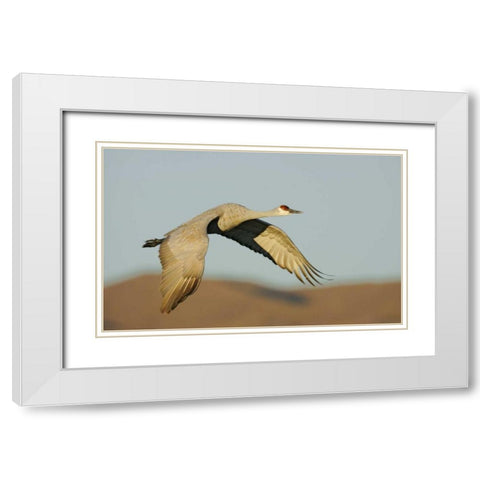 New Mexico Sandhill crane in flight White Modern Wood Framed Art Print with Double Matting by Morris, Arthur