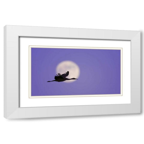 New Mexico Sandhill crane flying by the moon White Modern Wood Framed Art Print with Double Matting by Morris, Arthur