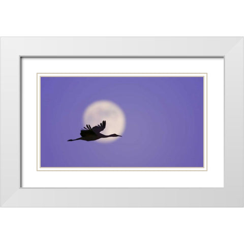 New Mexico Sandhill crane flying by the moon White Modern Wood Framed Art Print with Double Matting by Morris, Arthur