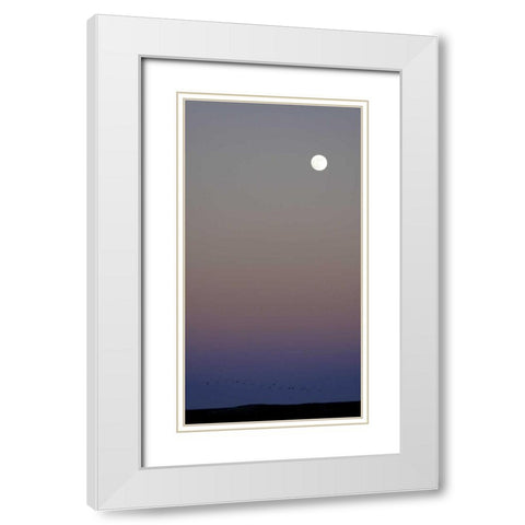 New Mexico Sandhill cranes flying under the moon White Modern Wood Framed Art Print with Double Matting by Morris, Arthur