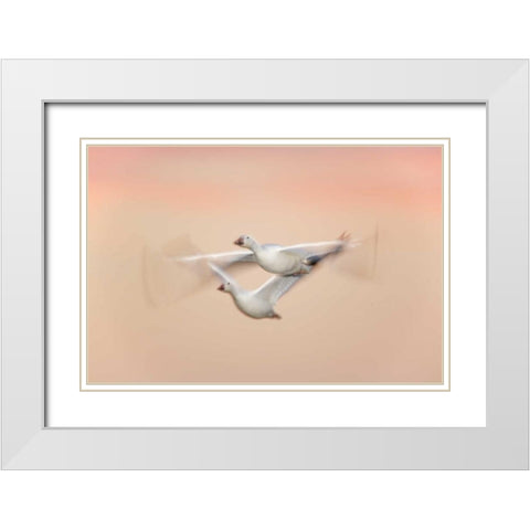 New Mexico Snow geese in flight at dusk White Modern Wood Framed Art Print with Double Matting by Morris, Arthur