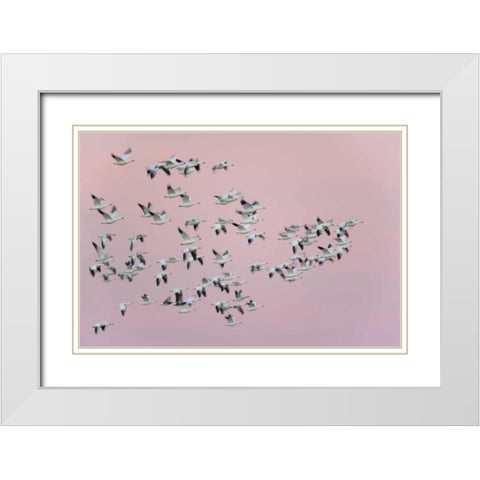 New Mexico Snow geese in flight against pink sky White Modern Wood Framed Art Print with Double Matting by Morris, Arthur