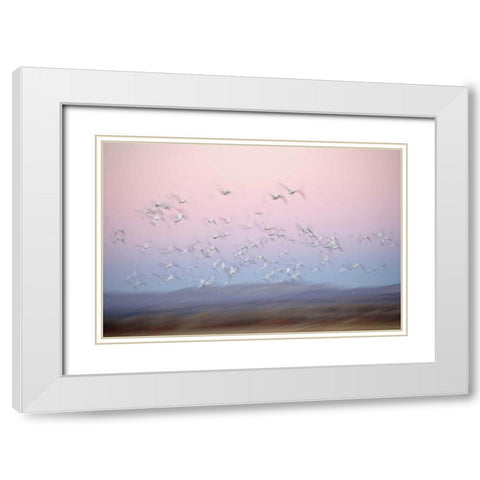 New Mexico Abstract of snow geese in flight White Modern Wood Framed Art Print with Double Matting by Morris, Arthur
