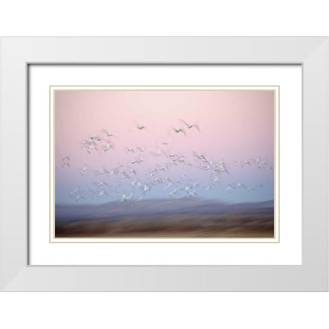 New Mexico Abstract of snow geese in flight White Modern Wood Framed Art Print with Double Matting by Morris, Arthur