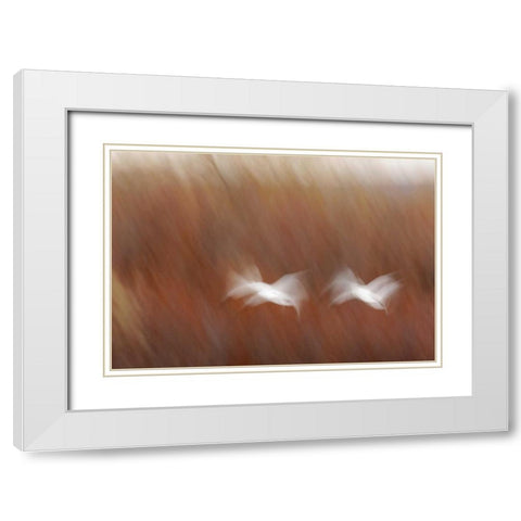 New Mexico Abstract of snow geese in flight White Modern Wood Framed Art Print with Double Matting by Morris, Arthur