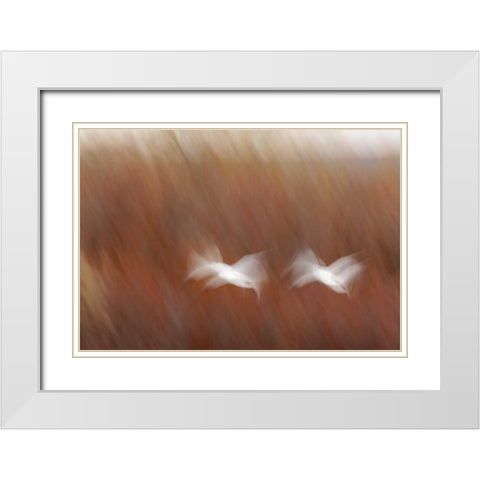 New Mexico Abstract of snow geese in flight White Modern Wood Framed Art Print with Double Matting by Morris, Arthur