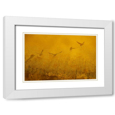 New Mexico Flock of snow geese backlit at dusk White Modern Wood Framed Art Print with Double Matting by Morris, Arthur