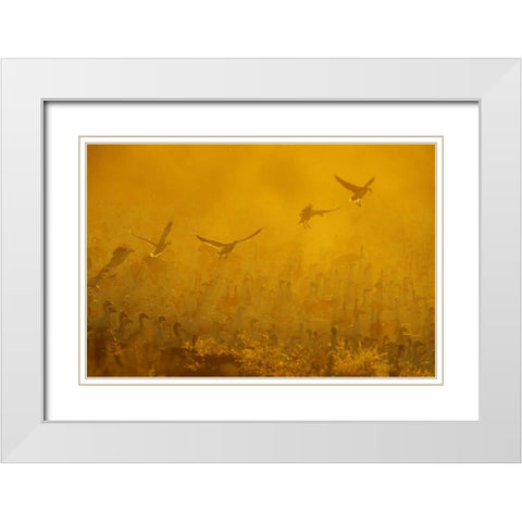 New Mexico Flock of snow geese backlit at dusk White Modern Wood Framed Art Print with Double Matting by Morris, Arthur