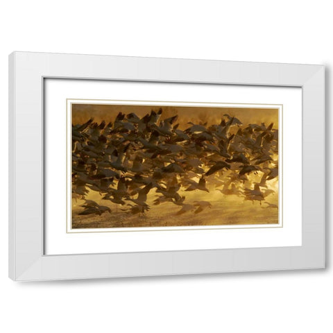 New Mexico Flock of snow geese taking off White Modern Wood Framed Art Print with Double Matting by Morris, Arthur