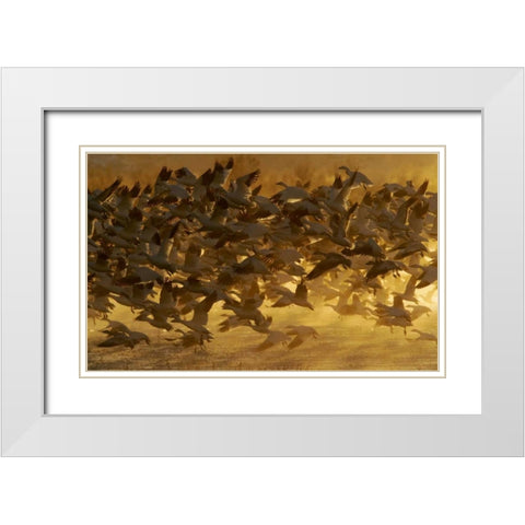 New Mexico Flock of snow geese taking off White Modern Wood Framed Art Print with Double Matting by Morris, Arthur