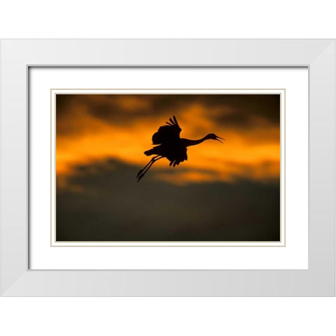New Mexico Sandhill crane landing at sunset White Modern Wood Framed Art Print with Double Matting by Illg, Cathy and Gordon