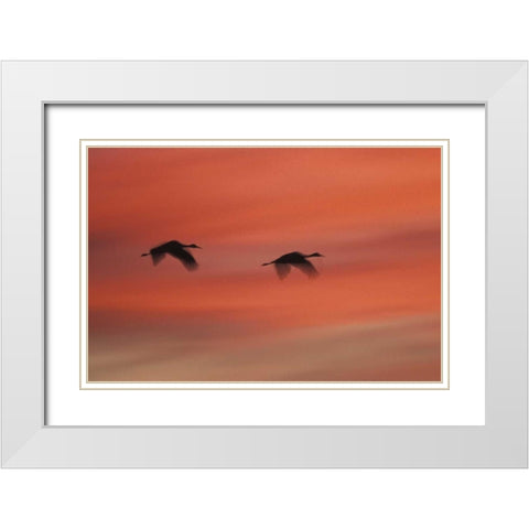 New MexicoAbstract of two sandhill cranes White Modern Wood Framed Art Print with Double Matting by Anon, Josh