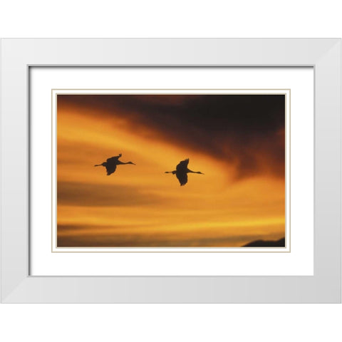 New MexicoTwo sandhill cranes flying at sunset White Modern Wood Framed Art Print with Double Matting by Anon, Josh