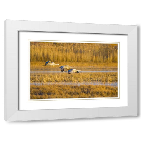 New Mexico Greater sandhill cranes landing White Modern Wood Framed Art Print with Double Matting by Lord, Fred