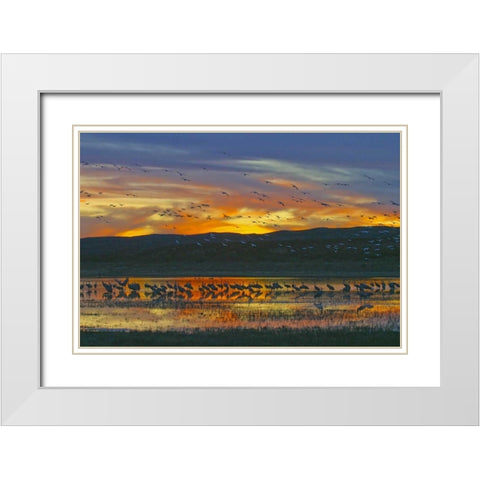 New Mexico Sandhill cranes and snow geese White Modern Wood Framed Art Print with Double Matting by Lord, Fred