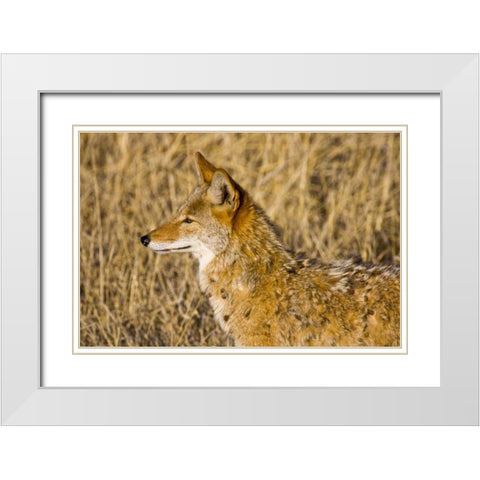 New Mexico Coyote stalking ducks on pond White Modern Wood Framed Art Print with Double Matting by Lord, Fred