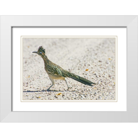 New Mexico Greater roadrunner crossing road White Modern Wood Framed Art Print with Double Matting by Lord, Fred