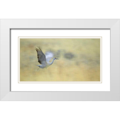 New Mexico Abstract of sandhill crane running White Modern Wood Framed Art Print with Double Matting by Morris, Arthur