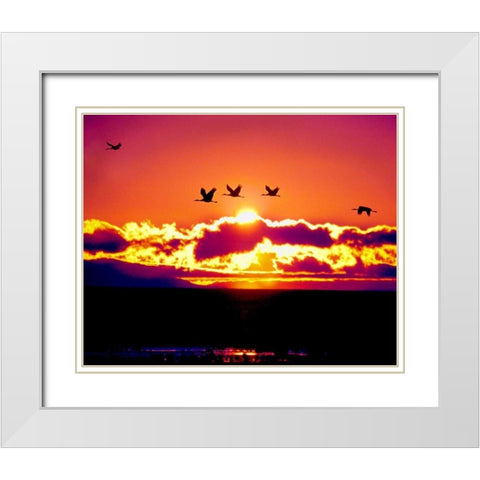 New Mexico Sandhill cranes flying through sunset White Modern Wood Framed Art Print with Double Matting by Kelley, David
