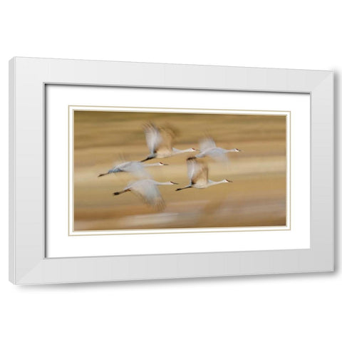 New Mexico Sandhill cranes fly in blurred White Modern Wood Framed Art Print with Double Matting by Morris, Arthur