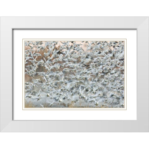 New Mexico Snow geese blast off from a pond White Modern Wood Framed Art Print with Double Matting by Grall, Don