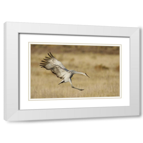 New Mexico Sandhill crane landing White Modern Wood Framed Art Print with Double Matting by Morris, Arthur
