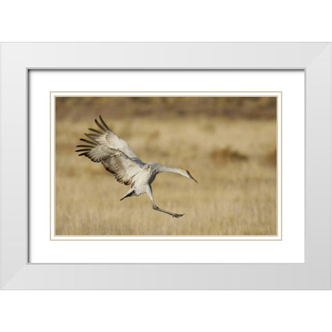 New Mexico Sandhill crane landing White Modern Wood Framed Art Print with Double Matting by Morris, Arthur