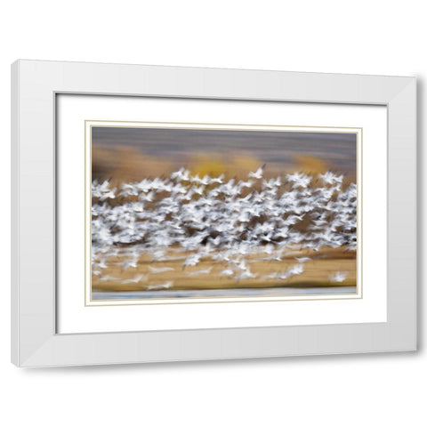 New Mexico Blur of snow geese taking flight White Modern Wood Framed Art Print with Double Matting by Morris, Arthur