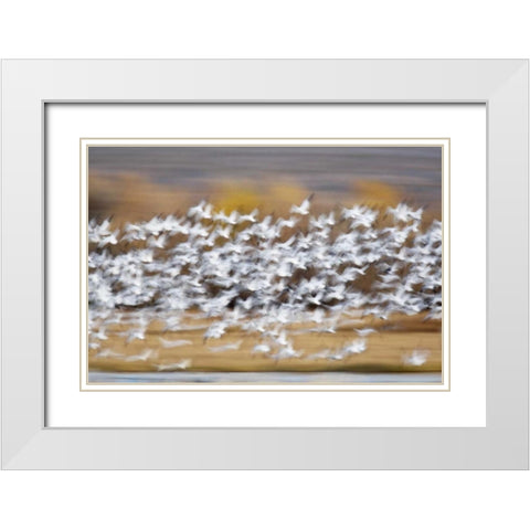 New Mexico Blur of snow geese taking flight White Modern Wood Framed Art Print with Double Matting by Morris, Arthur