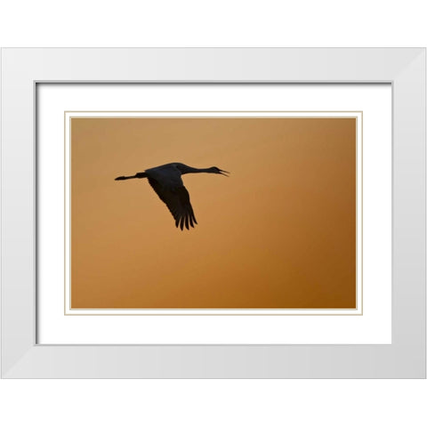 New Mexico Lone sandhill goose flying at sunset White Modern Wood Framed Art Print with Double Matting by Lord, Fred