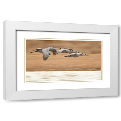 New Mexico Group of sandhill geese flying White Modern Wood Framed Art Print with Double Matting by Lord, Fred